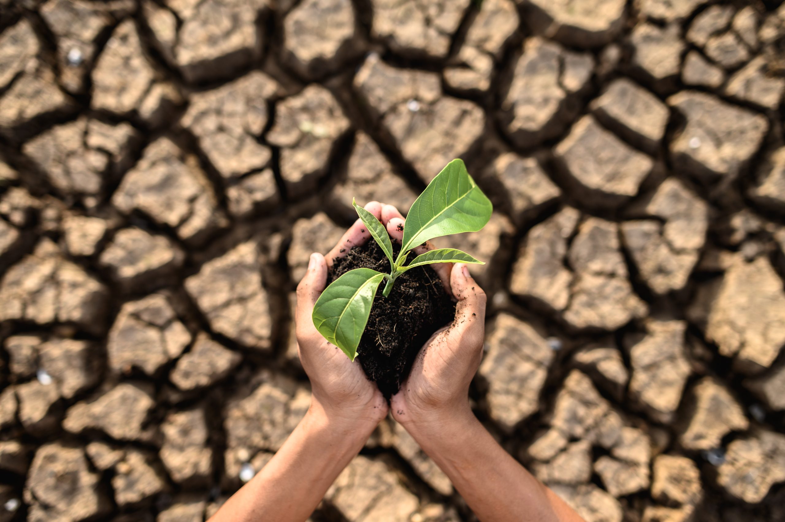 Klimakonferenz-2023-Vorsitzender-fordert-Einigkeit-im-Kampf-gegen-die-Erderw-rmung
