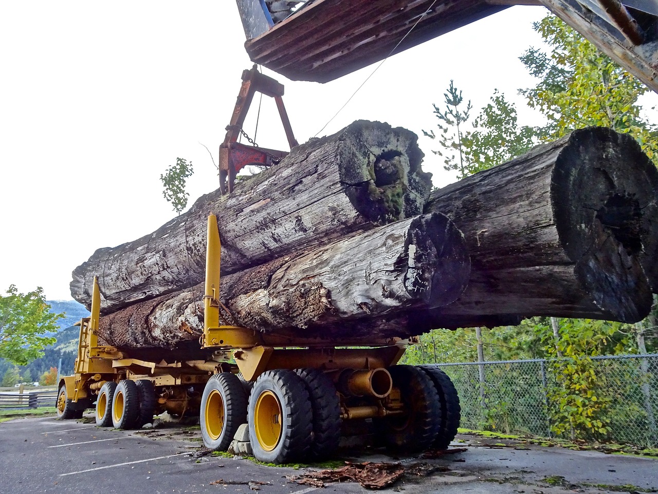 Wald-kologie-im-Wandel-Herausforderungen-und-Chancen-f-r-moderne-Forstbetriebe